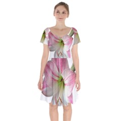 Flower Blossom Bloom Amaryllis Short Sleeve Bardot Dress by Nexatart