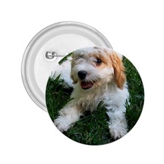 Cute Cavapoo Puppy 2 25  Buttons by trendistuff